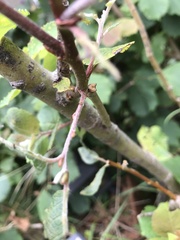 Biston betularia