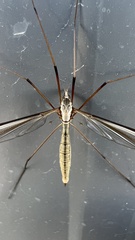 Tipula oleracea
