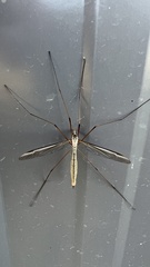 Tipula oleracea