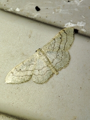 Idaea aversata
