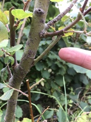 Biston betularia
