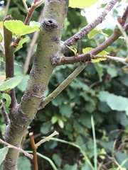 Biston betularia