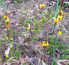 Diuris magnifica