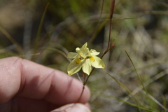 Moraea gawleri