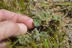 Pelargonium reniforme
