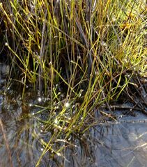 Eriocaulon chinorossicum