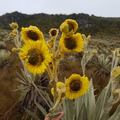 Espeletia