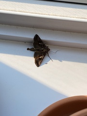 Autographa precationis