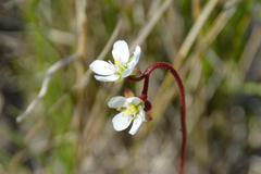 Drosera trinervia