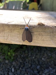 Ctenucha virginica