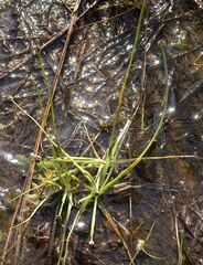 Eriocaulon chinorossicum