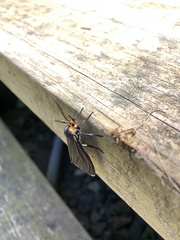 Ctenucha virginica