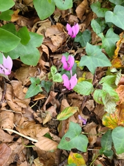 Cyclamen purpurascens