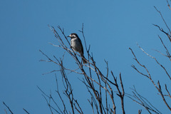 Purnella albifrons