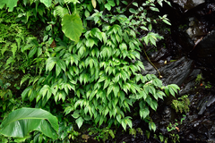 Elatostema platyphyllum