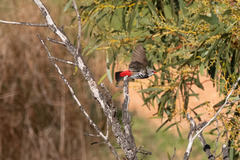 Stagonopleura guttata