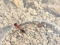 Cataglyphis nodus