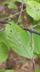 Bucculatrix frangutella