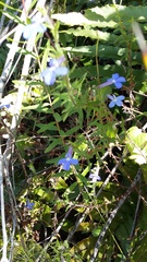 Lobelia neglecta