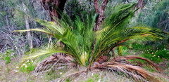 Macrozamia fraseri
