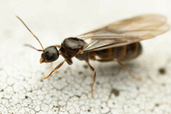 Nylanderia
