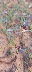 Caladenia reticulata