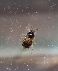 Deraeocoris lutescens