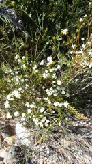 Lachnaea diosmoides