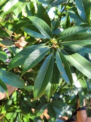 Lithocarpus brevicaudatus