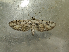 Eupithecia weissi