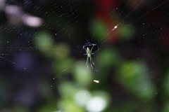Leucauge