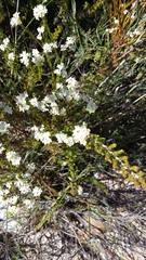 Lachnaea diosmoides