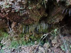 Arachnocampa luminosa