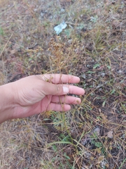 Bupleurum scorzonerifolium