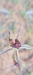 Caladenia reticulata