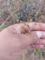 Bupleurum scorzonerifolium