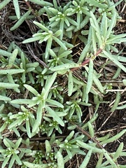 Portulaca pilosa