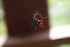 Gasteracantha