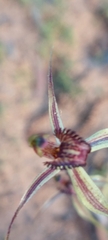 Caladenia reticulata