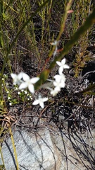 Struthiola myrsinites