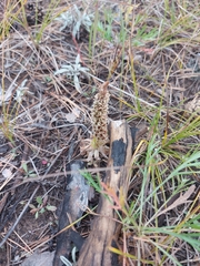 Orostachys malacophylla