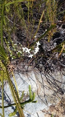 Struthiola myrsinites