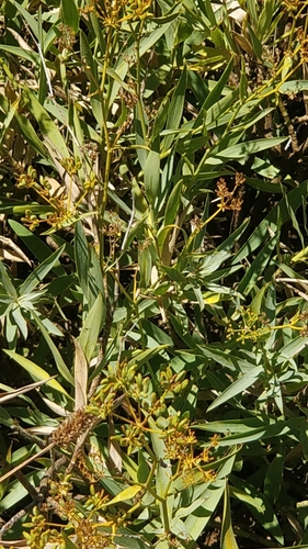 Image of Bupleurum salicifolium by (c) Vítor Jorge, some rights reserved (CC BY)