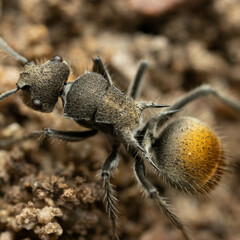 Polyrhachis vermiculosa