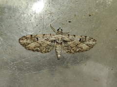 Eupithecia weissi
