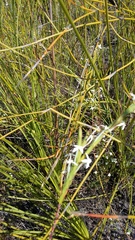 Struthiola myrsinites