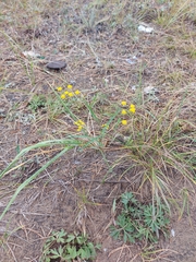 Bupleurum scorzonerifolium