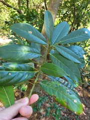 Lithocarpus brevicaudatus