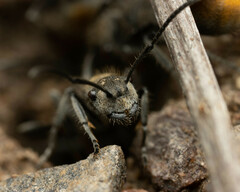 Polyrhachis vermiculosa