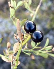 Chrysojasminum fruticans